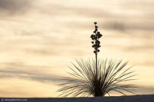 Yucca in Gypsum dune in White Sand National Monument